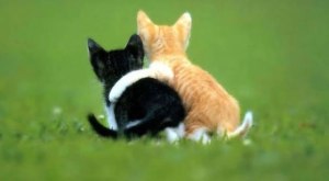 friends kittens[1]